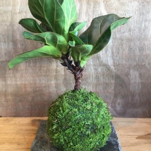 KOKEDAMA