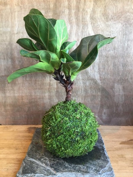 KOKEDAMA