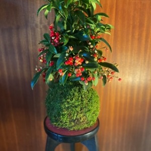 KOKEDAMA