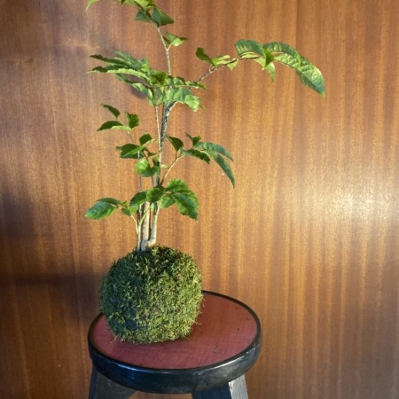 KOKEDAMA