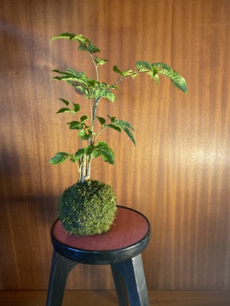 KOKEDAMA