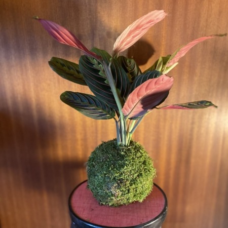 KOKEDAMA