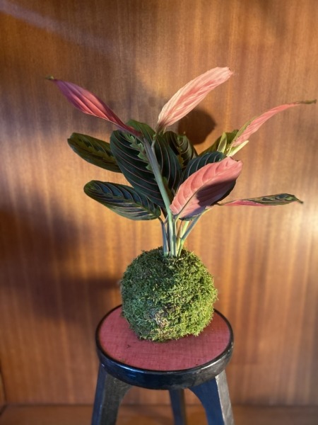 KOKEDAMA