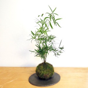 kokedama asparagus falcatus