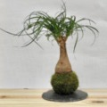 kokedama beaucarnea