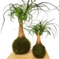 kokedama beaucarnea