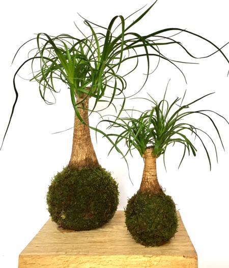 kokedama beaucarnea