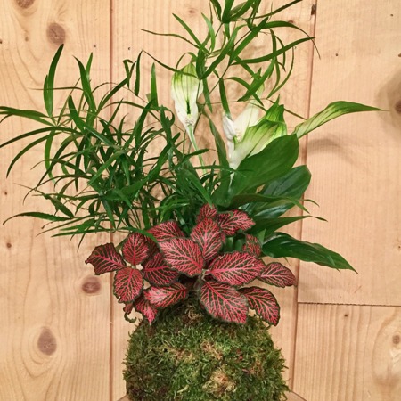 kokedama en bouquet