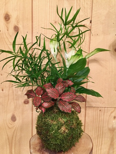 kokedama en bouquet