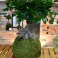 kokedama ficus ginseng