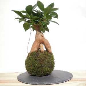 kokedama ficus ginseng