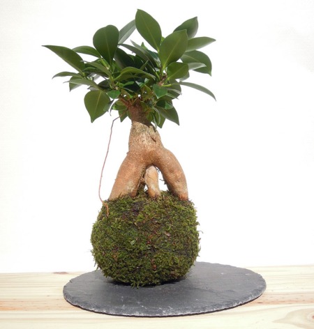 kokedama ficus ginseng