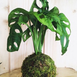 kokedama philodendron