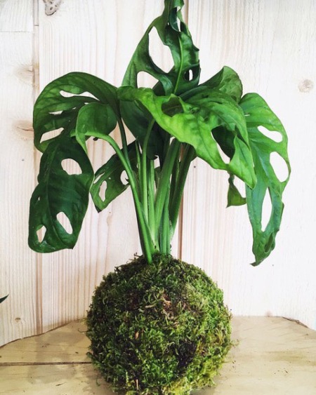 kokedama philodendron