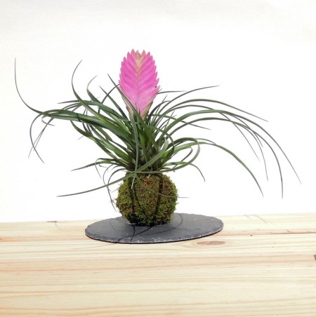 kokedama tillandsia cynea