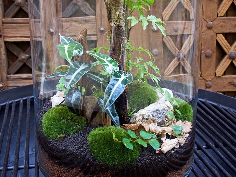 terrarium