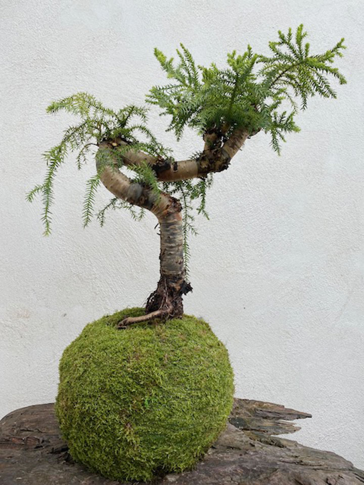 Le kokedama - art végétal Japonais - en vente à Orléans