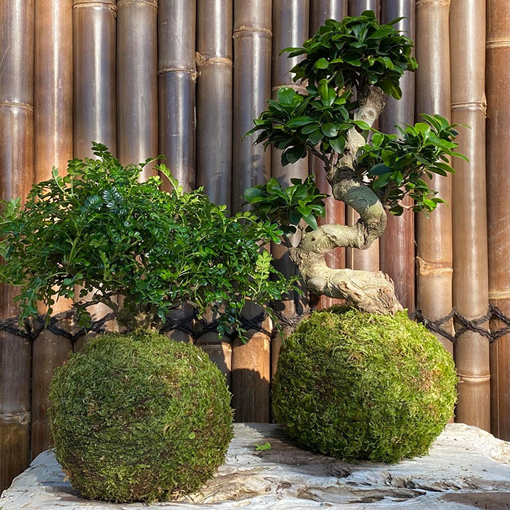 Le kokedama - art végétal Japonais